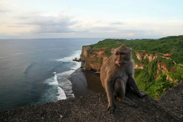 Klify Półwyspu Bukit Uluwatu Bali Indonezja — Zdjęcie stockowe