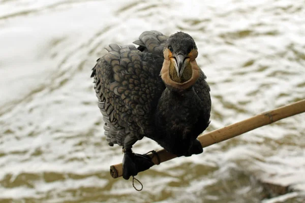 Pesca Tradicional Com Cormorão Guillin China — Fotografia de Stock