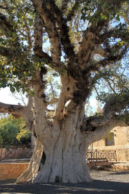 Kıbrıs Rum Kesimi 'nin Ayia Napa Manastırındaki Sycamore İncir Ağacı