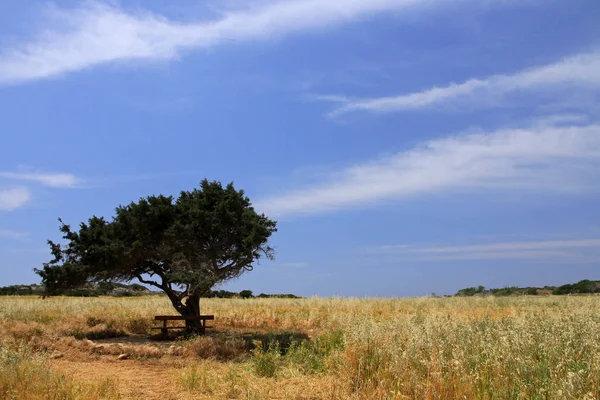 Samotný Strom Kypr Středozemní Moře — Stock fotografie