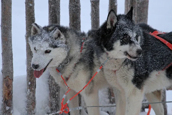 Husky Dog Rovaniemi Laponia Finlandia — Foto de Stock