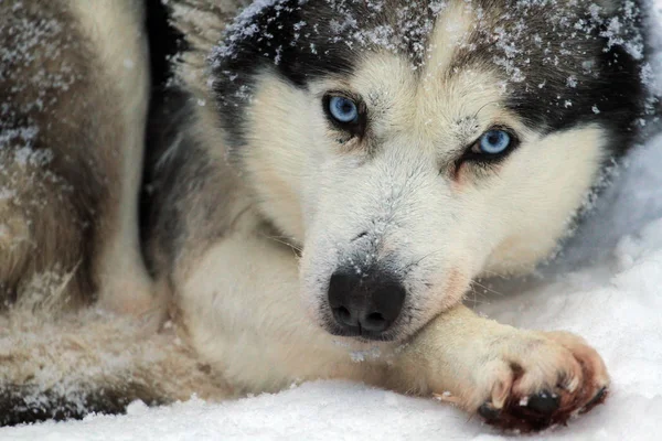 Husky dog, Rovaniemi, Laponya, Finlandiya