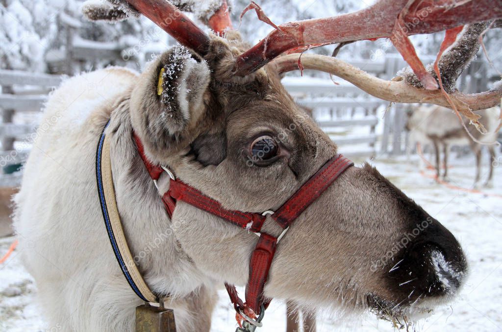 Reindeer, Rovaniemi, Lapland, Finland
