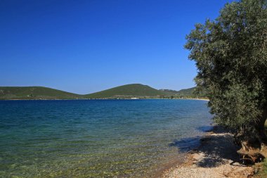 Sourpi, Magnesia, Thesally ve Yunanistan 'da zeytin ağaçları