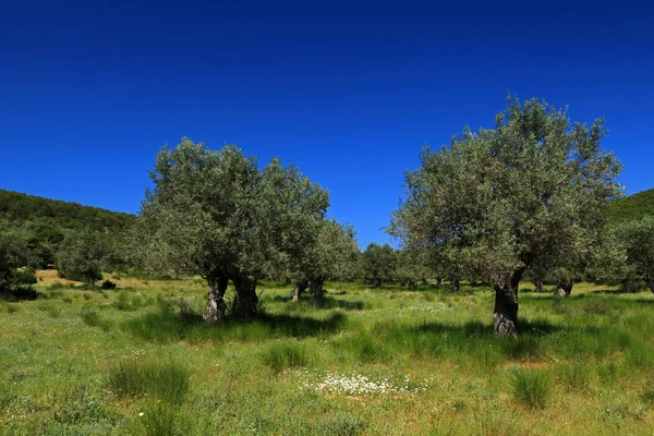 Olivenhain Sauerampfer Magnesia Thessalien Griechenland — Stockfoto