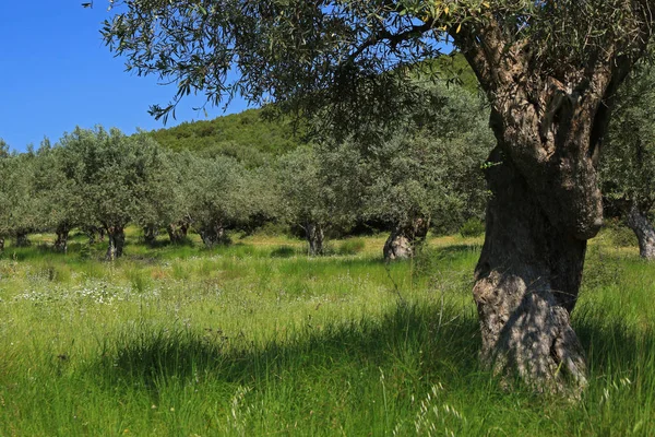 Olivový Háj Sourpi Magnézie Soluň Řecko — Stock fotografie