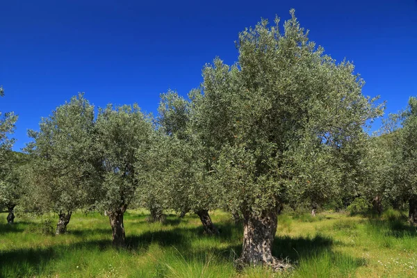 Olivový Háj Sourpi Magnézie Soluň Řecko — Stock fotografie