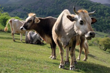 İneklerle, Kafkaslarla, Gürcistan
