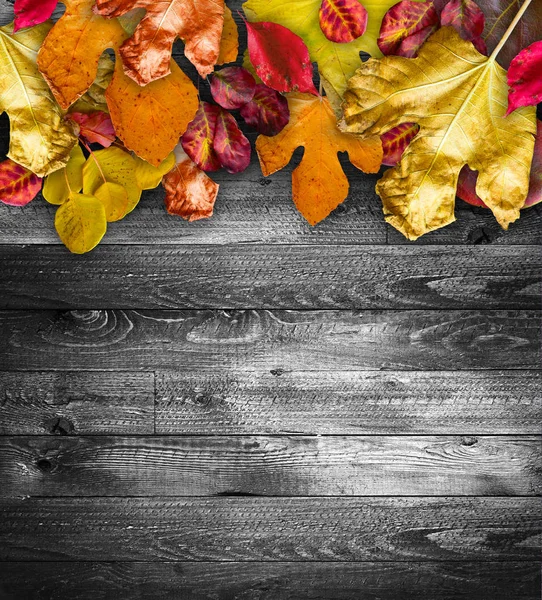 Autumn Leaves over  Wooden background. — Stock Photo, Image