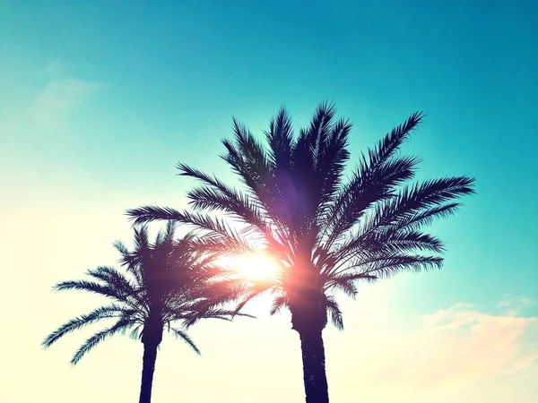 Palm trees at Beatiful sunset — Stock Photo, Image