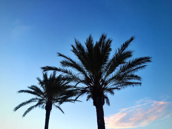 Palmy na piękny zachód słońca — Zdjęcie stockowe