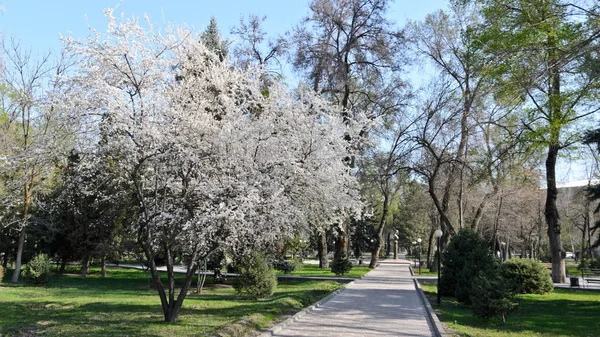 Bishkek Kirgistan Marca 2016 Kwadrat Tattybuju Tursunbaeva — Zdjęcie stockowe