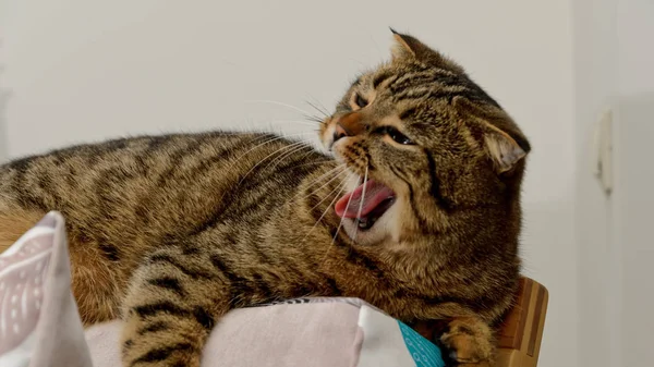 British lop-eared cat, funny