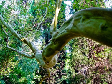 Yalta - 18 Eylül 2004: Nikitsky Botanik Bahçesi