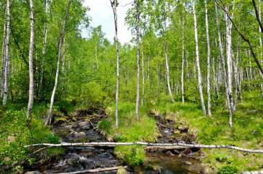 Angasolskaya Köyü, Rusya - 13 Temmuz 2016: Angasolka Deresi