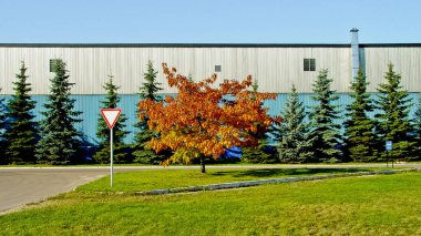 Korolev, Rusya - 15 Ekim 2004: Maple