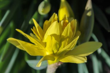 Mevsimlik arka plan ile sarı çiçek