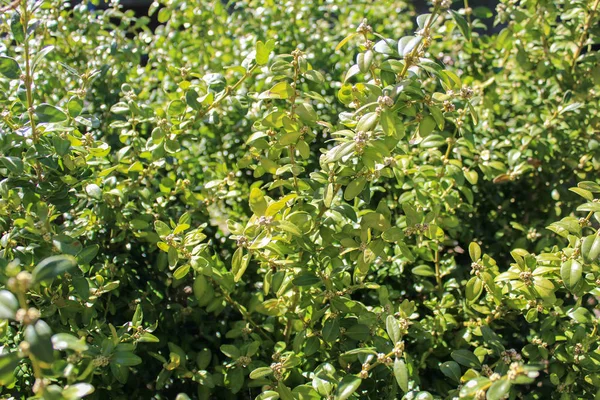 Arbusto verde vista frontal — Fotografia de Stock