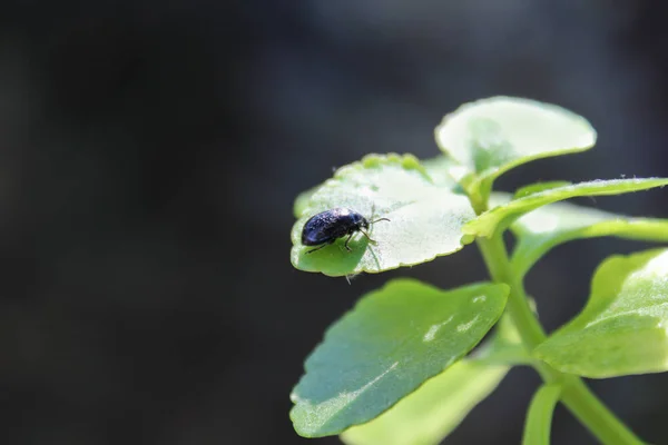 Escarabajo en hoja de flor — Foto de Stock