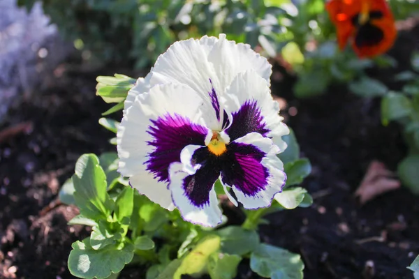 Flor pantanosa na cor violeta — Fotografia de Stock