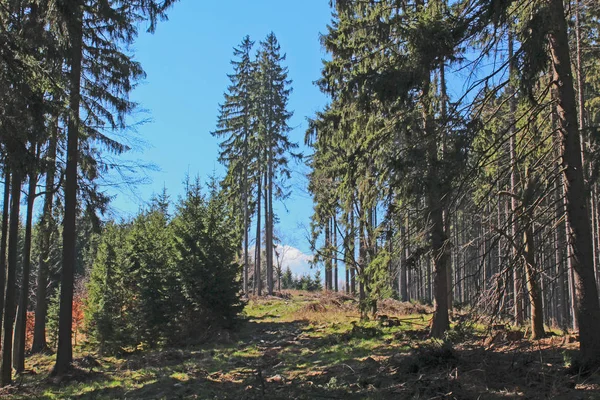 Чеський ландшафт, ліс з синього неба — стокове фото
