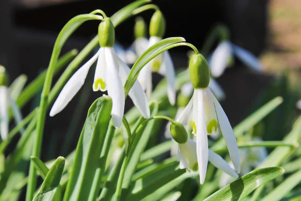 Snowdrop, foto macro com cor branca — Fotografia de Stock