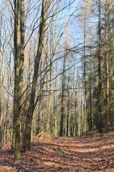 Forest path with brown leaves — Stock Photo, Image