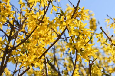 Laburnum anagyroides mavi gökyüzü ile