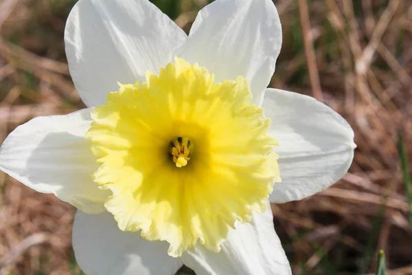 Narciso, vista frontal — Fotografia de Stock
