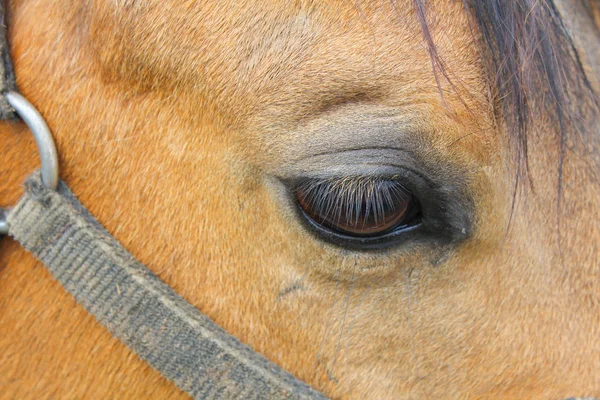 Oko konia, Zdjęcie makro — Zdjęcie stockowe