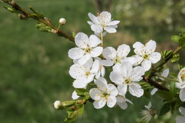 Prunus avium Bloom