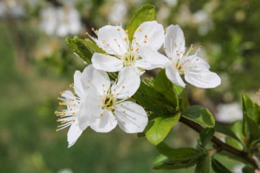 Prunus avium, makro fotoğraf Bloom