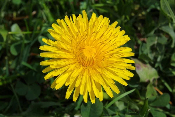 Taraxacum officinale with green grass — Stock Photo, Image