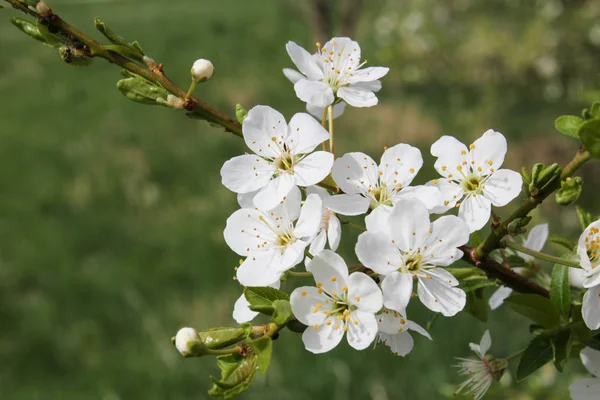 Prunus avium Bloom