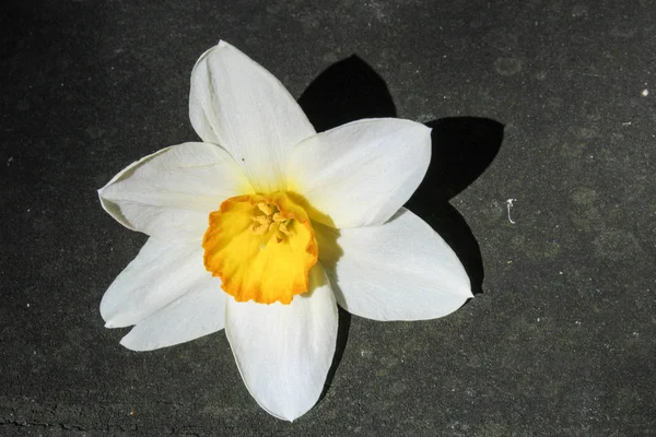 Narcissus blomma på mörk bakgrund — Stockfoto