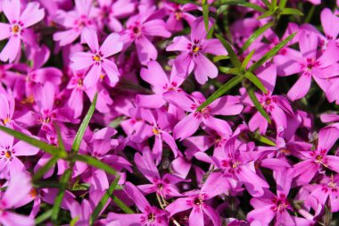 Menekşe phlox ile yeşil gövde ve yaprakları, yakın fotoğraf
