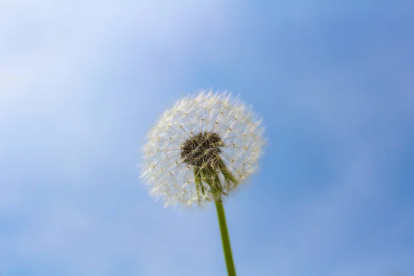 Blowball kwitnące biały błękitne niebo i chmury — Zdjęcie stockowe