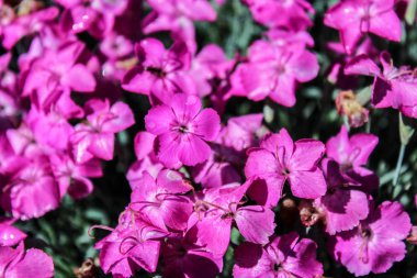 Su damlası ile Violet küçük çiçek