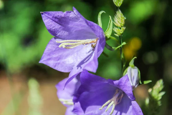 Campanula dos violetas con fondo verde borroso . —  Fotos de Stock