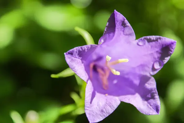 Violet Campanula z kroplą wody i blured zielone tło. — Zdjęcie stockowe