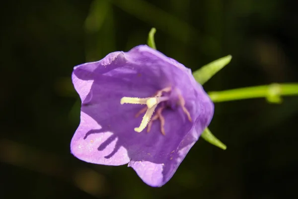 Campanula violeta con fondo oscuro borroso y tronco . —  Fotos de Stock