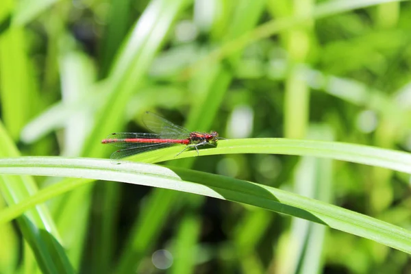 Rote Pyrrhosoma-Nymphula auf grünem Gras — Stockfoto