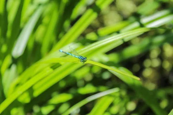 Blauer Coenagrion scitulum auf grünem Gras lässt Vorderansicht — Stockfoto