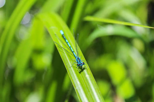 Scitulum Coenagrion bleu sur herbe verte partir de haut, macro pho — Photo