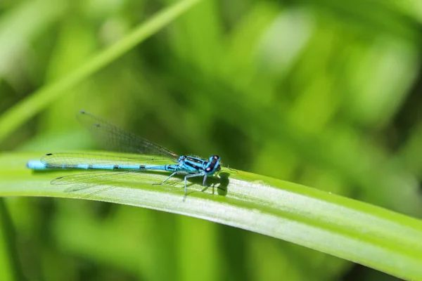 Blue Coenagrion scitulum on green grass leave from side, macro p — Stock Photo, Image