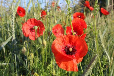 Yeşil Mısır arasında kırmızı çiçek Papaver gelincik 