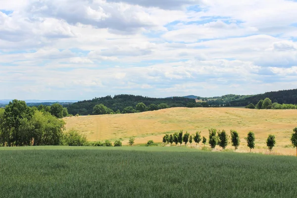 Corn field with green trees and sky. Czech landscape — Stock Photo, Image