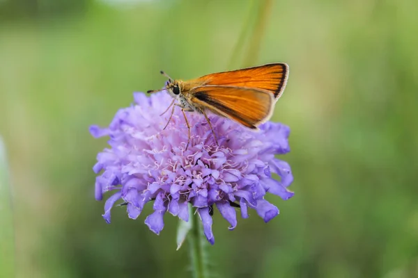 オレンジ バタフライ バイオレットの花マクロ写真に — ストック写真