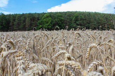 Buğday alan orman ve mavi gökyüzü ile