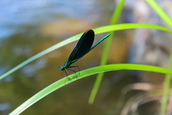 Blue dragonfly na zielonych liści z wodą w tle — Zdjęcie stockowe